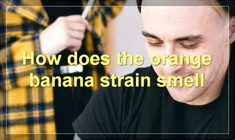The Orange Banana Strain Everything You Need To Know Food Readme