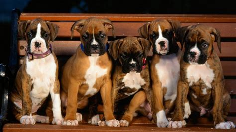 Puppy Wallpapers And Screensavers 42 Images