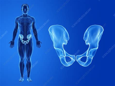 Human Hip Bone Illustration Stock Image F0296799 Science Photo