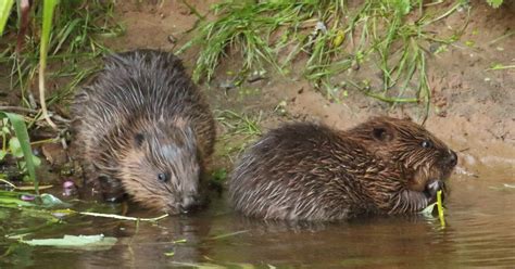 Englands First Wild Beaver Families Win Right To Remain On River