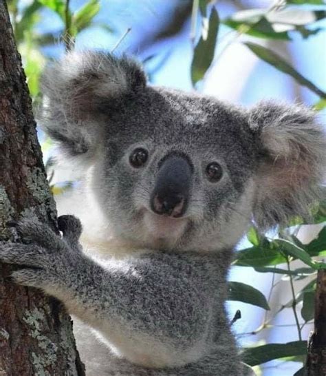 Koalas Instagram Post “hello😆🐨 Credit Unknow Dm For Credit