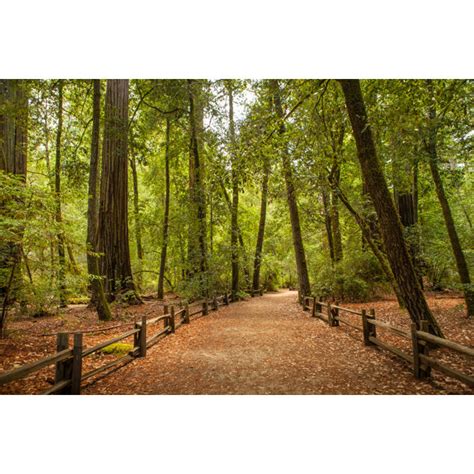 Millwood Pines Redwood Nature Trail Wrapped Canvas Photograph Wayfair