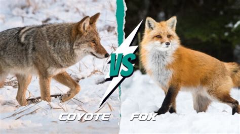 Coyote Vs Fox Discover 14 Key Differences And Similarities