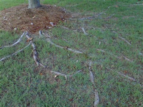 Pick a material that won't absorb too much moisture from the soil around the base of the. How To Remove Large Tree Roots From Lawn - Trending Topic ...