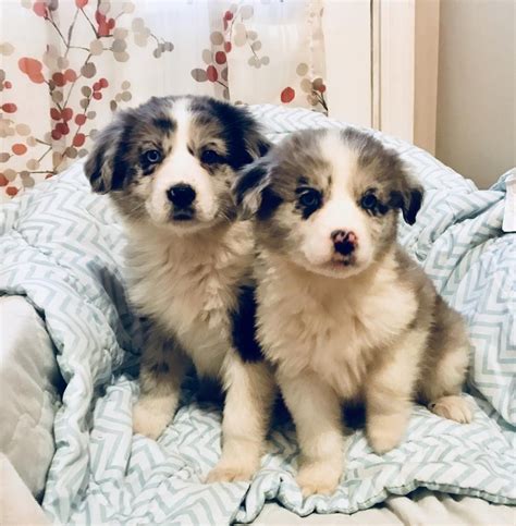 Australian Shepherd Puppies For Sale Atlanta Ga 265588