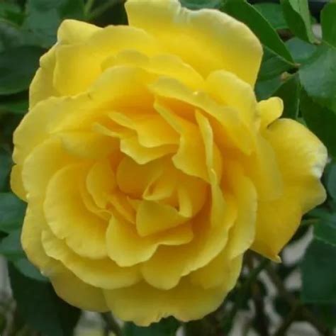 Yellow Climber Rose Moderately Intensive Fragrance Golden Showers