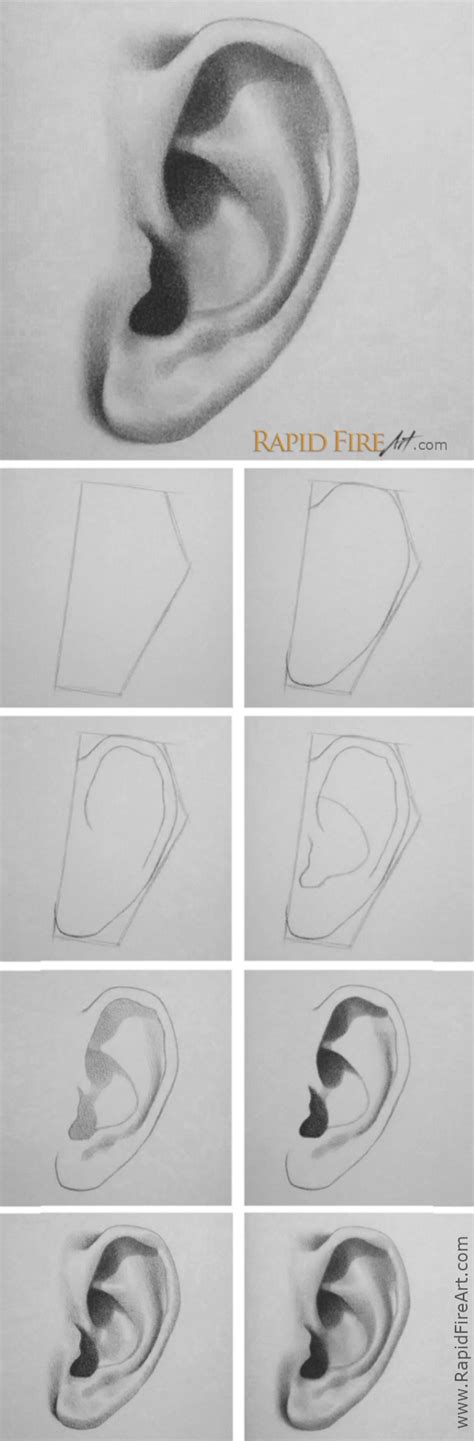 How To Draw Ears Steps Art Drawings Sketches Simple Art Drawings