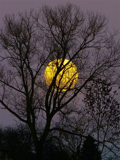 Free Photo Moon Full Moon Moonrise Evening Twilight Moonlight