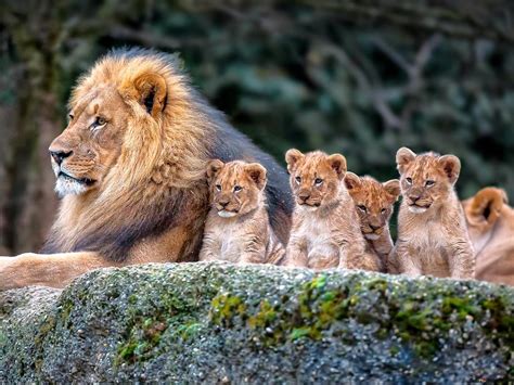 lion with his cubs hd wallpaper download