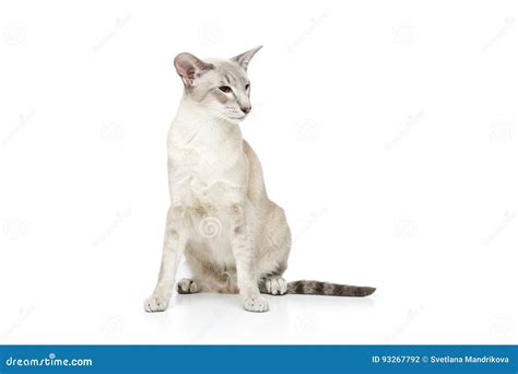 Beautiful Oriental Siam Cat Stock Photo Image Of Fluffy Closeup