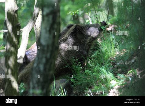 Wild Boar Sus Scrofa Nationalpark Bavarian Forest Germany Stock