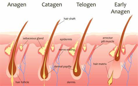 6 Types Of Hair Fall - Causes, How To Diagnose, and Treatments