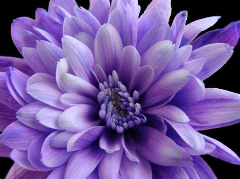 Purple Chrysanthemum Wallpaper 1024x768 23465