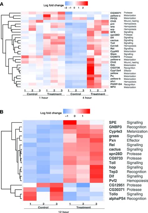 heat maps displaying immune related genes differentially expressed in download scientific