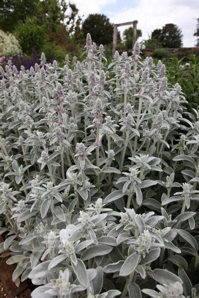 Buy Lambs Ears Stachys Byzantina Silver Carpet Delivery By Waitrose