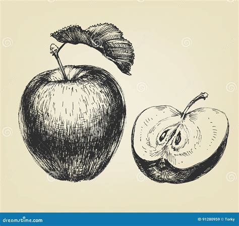 Hand Drawn Apple Stock Vector Illustration Of Label 91280959