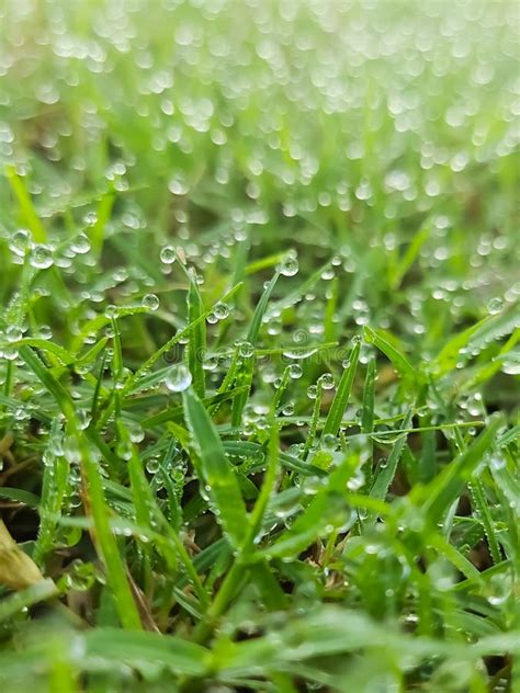 Morning Dew Macro Clear Water Droplets On Grass Fresh Green Grass Stock