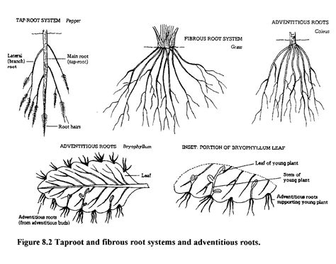 Tap Root Diagram