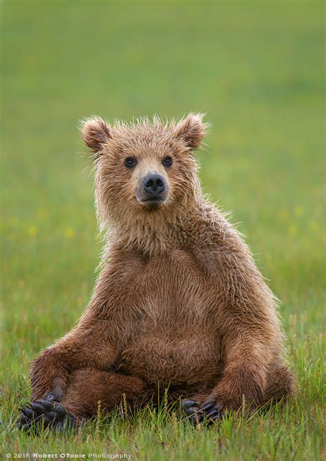 √1000以上 Bear Cub Sitting 182138 Black Bear Cub Sitting