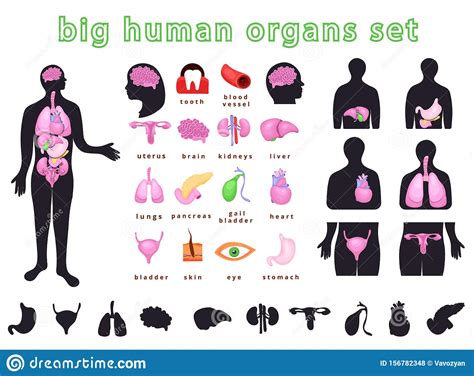 Human Body Organs Stock Vector Illustration Of Kidney 156782348
