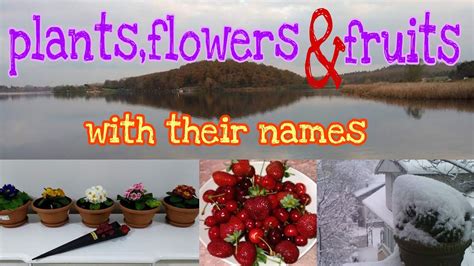 Maybe you would like to learn more about one of these? Plants, flowers, fruits and their names - YouTube