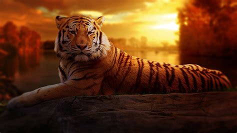 Tiger Wallpapers Hd Wallpapers Id 22070