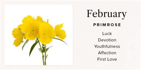 Your Birth Month Flower And What It Means Bouqs Blog
