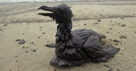 Seagull Blood Shows Delayed Effects Of Oil Spills