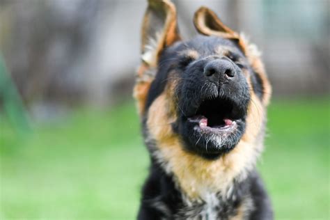 German Shepherd Howling - 9 Causes And How To Prevent It