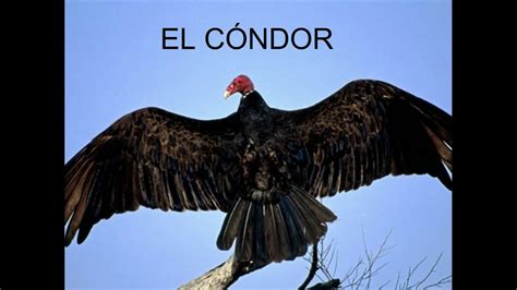 Los Animales del Perú - YouTube