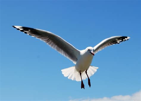 Free Photo Seagull In Flight Animal Seagull Nautical Free