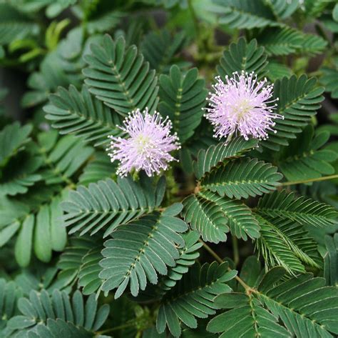 Мимоза стыдливая Mimosa Pudica Picturethis