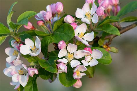 Six Flowering Crabapple Trees You Can Fall In Love With