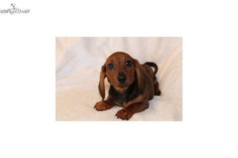 We breed golden retrievers with the following traits in mind: Dachshund Puppies San Antonio | PETSIDI
