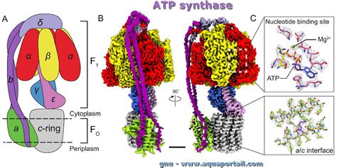 327 725 просмотров 327 тыс. ATP synthase: définition et explications