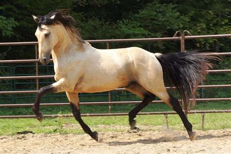 13 Interesting Facts About The Lusitano Horse That You May Not Know