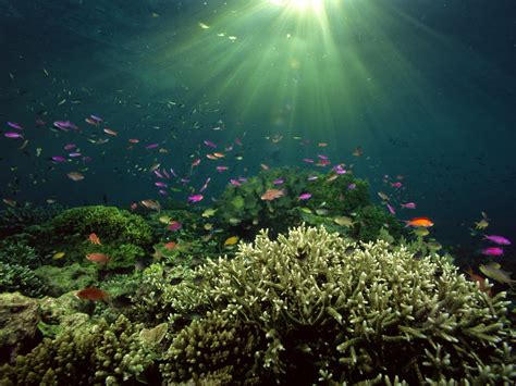 Best Wallpapers Underwater Landscape Wallpapers