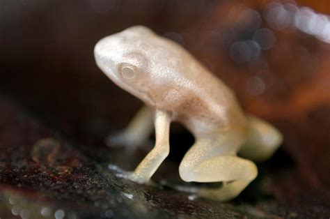 Albino Frog Photograph By Sinclair Stammersscience Photo Library