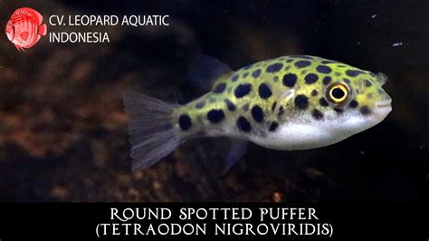 Tetraodon Nigroviridis Green Green Puffer Leopard Aquatic P004a