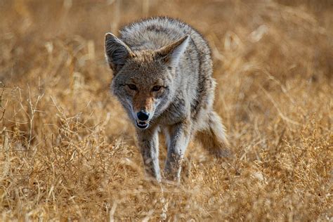 10 Facts You May Not Know About Coyotes By Marcus Musick Life In