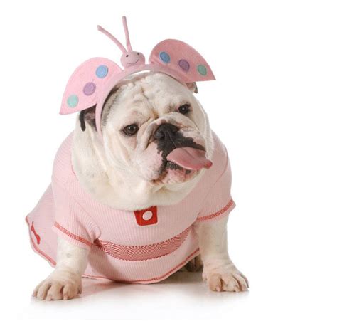 When creating this bulldog names page we soon realized that offering just any names won't do. Bulldog bumble bee