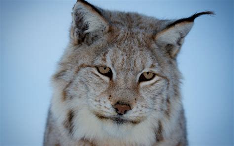 Wallpaper Lynx Wild Cat Predator Hd Widescreen High Definition