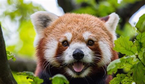O Grădină Zoologică Va Găzdui Prima Familie De Urși Panda Roșii Din