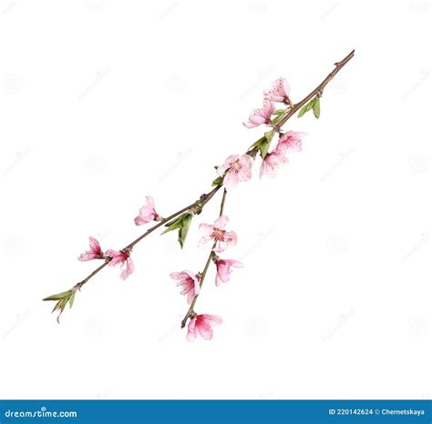 Beautiful Sakura Tree Branch Isolated On White Stock Photo Image Of
