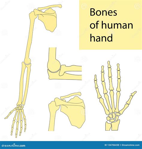 Set Of Vector Illustrations Of Human Hand Skeletal Anatomy Stock Vector