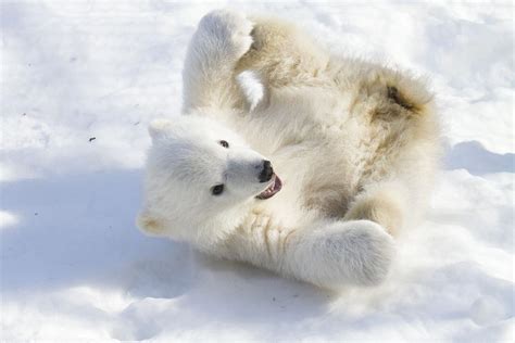 Polar Bear Cub May Move To St Louis Zoo