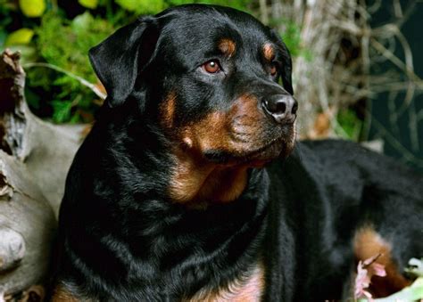All List Of Different Dogs Breeds Rottweiler Dog