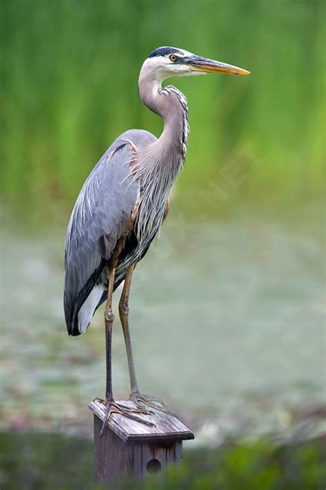 Grand Héron Ardea Herodias Coastal Birds Tropical Birds Colorful