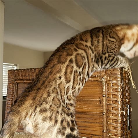 Find bengal from a vast selection of cat supplies. Bengal Cats For Sale | Los Angeles, CA #255445 | Petzlover