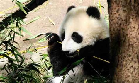 What Food Do Baby Pandas Eat 9 Things You Should Know